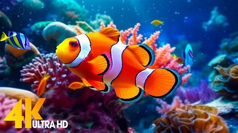 youtube aquarium 4k|Aquarium 4K VIDEO (ULTRA HD) Beautiful Coral Reef Fish.